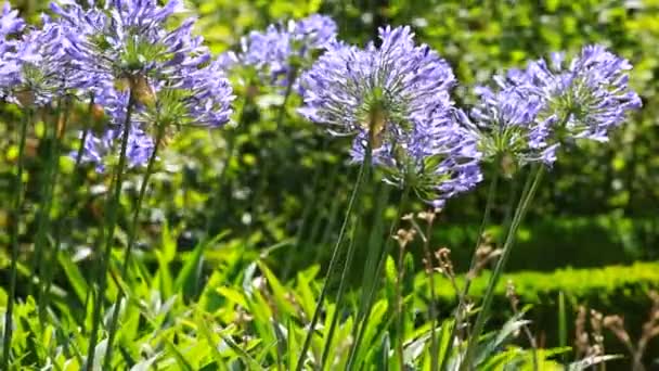 Agapanthus africanus 'un mavi çiçeği — Stok video