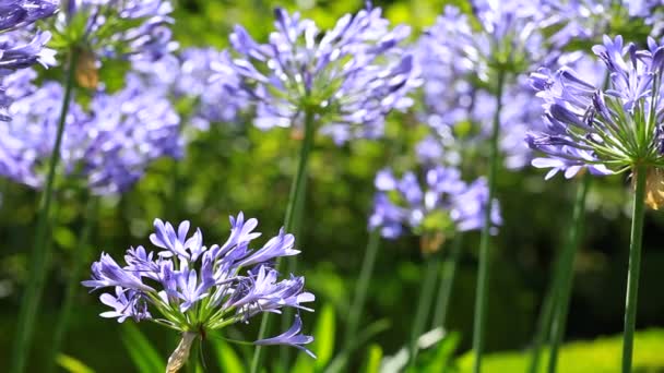 Fleur bleue d'Agapanthus africanus — Video