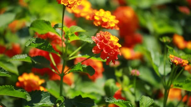 Flor amarela e vermelha no jardim brilhou ao sol — Vídeo de Stock