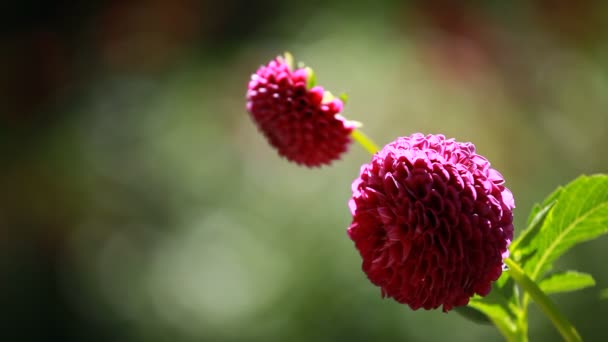 Röd dahlia blomma på morgonen ljus i grönskande trädgård — Stockvideo