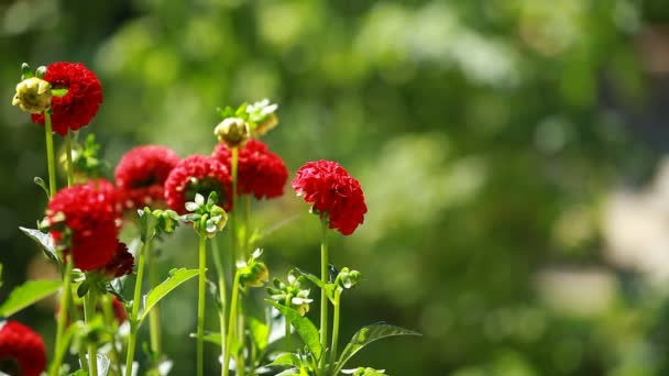 Fleur dahlia rouge à la lumière du matin dans un jardin vert — Video