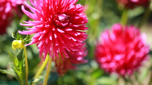 Dahlia flower at morning light in green garden — Stock Video