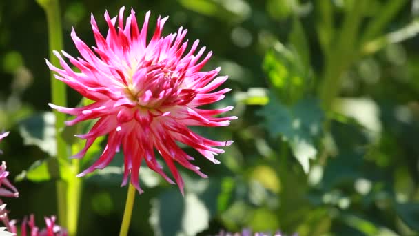 Dahlia flor en la luz de la mañana en el jardín verde — Vídeos de Stock