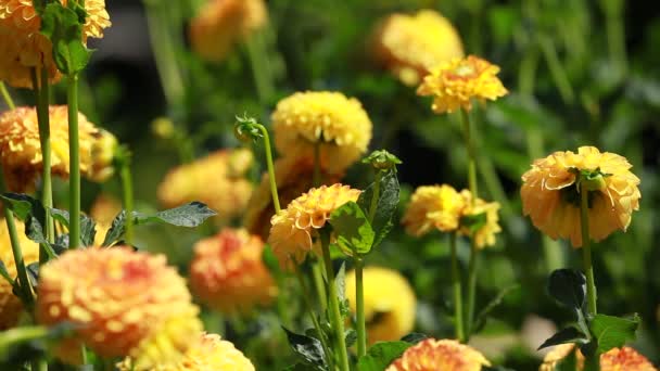 Dahlia fleur à la lumière du matin dans le jardin vert — Video