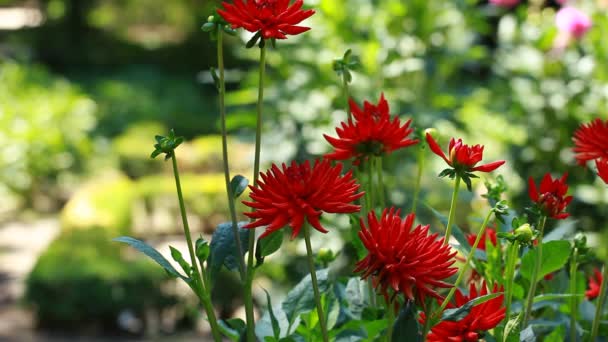 Dahlia fleur à la lumière du matin dans le jardin vert — Video