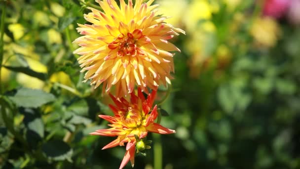 Dahlia blomma på morgonen ljus i grönskande trädgård — Stockvideo