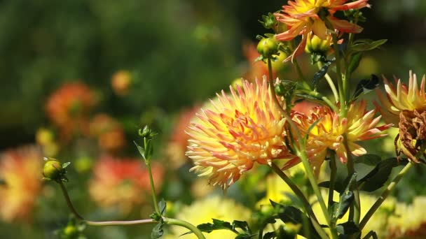 ダリアの花朝の光で緑豊かな庭園で — ストック動画