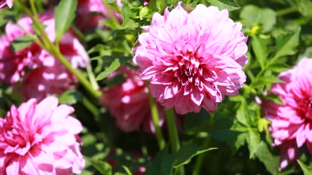 Dahlia blomma på morgonen ljus i grönskande trädgård — Stockvideo