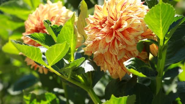 ダリアの花朝の光で緑豊かな庭園で — ストック動画