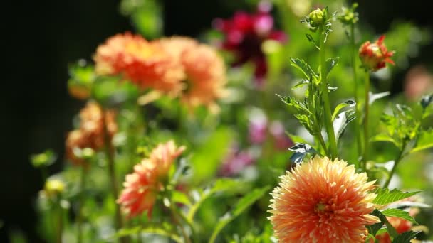 Dahlia virág reggeli fényben zöld kertben — Stock videók