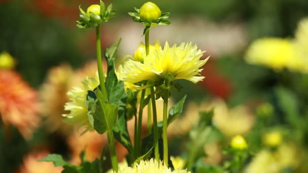 Dahlia flor en la luz de la mañana en el jardín verde — Vídeos de Stock