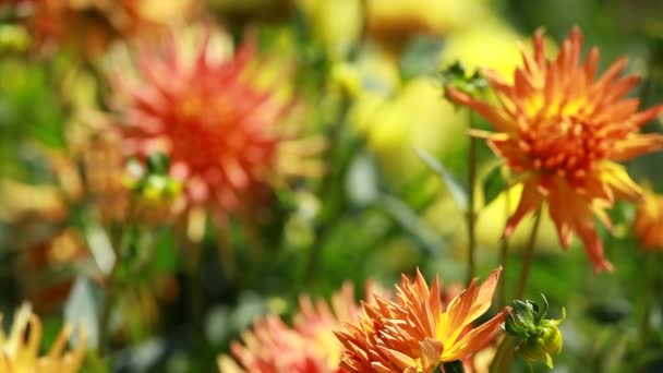 Dahlia virág reggeli fényben zöld kertben — Stock videók