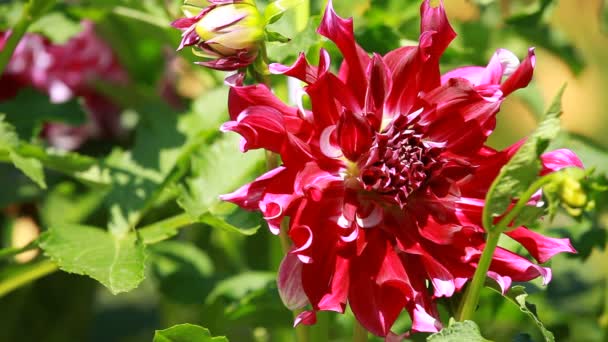 Röd dahlia blomma på morgonen ljus i grönskande trädgård — Stockvideo