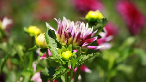 朝の光で緑豊かな庭園での赤いダリアの花 — ストック動画