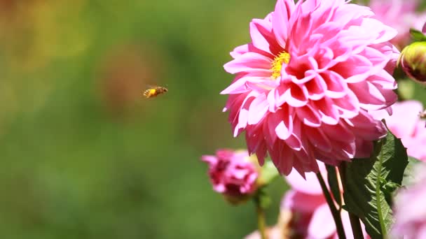 Dahlia fleur à la lumière du matin dans le jardin vert 