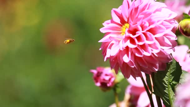 Dahlia fleur à la lumière du matin dans le jardin vert — Video