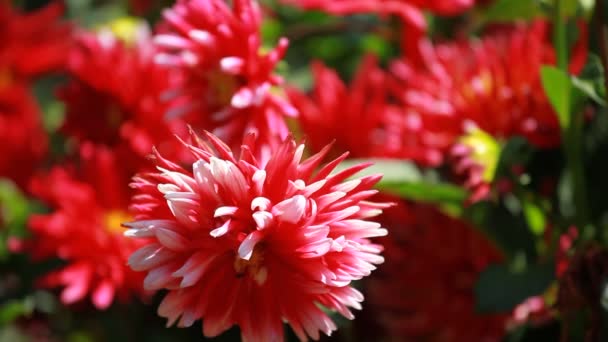 朝の光で緑豊かな庭園での赤いダリアの花 — ストック動画