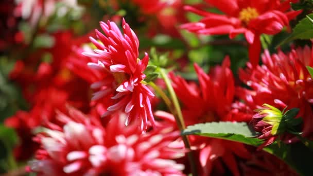 在早晨的阳光在绿色的花园中的红色大丽花花 — 图库视频影像