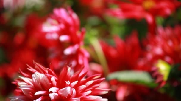 Fleur dahlia rouge à la lumière du matin dans un jardin vert — Video