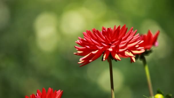 Красный цветок георгины в утреннем свете в зеленом саду — стоковое видео