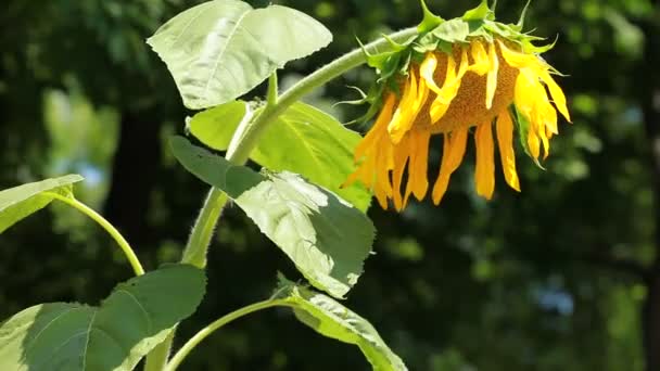 Beautiful sunflower with green leaves — Stock Video