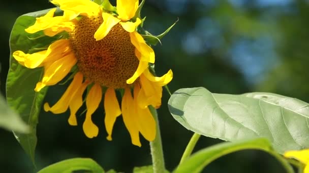 Beautiful sunflower with green leaves — Stock Video