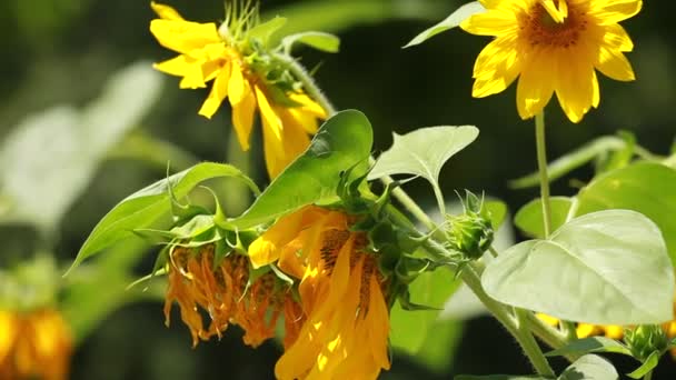 Krásné slunečnice se zelenými listy — Stock video
