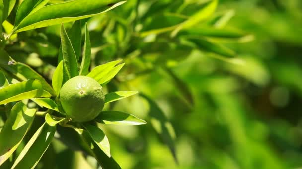 Citron sur une branche dans un jardin de maison et fond vert — Video