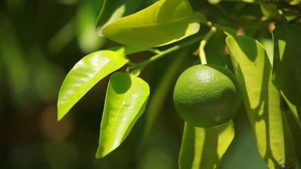 Limón en una rama en un jardín de la casa y fondo verde — Vídeo de stock