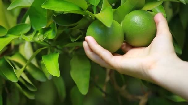 Pomelo en una rama en un jardín de la casa y fondo verde — Vídeo de stock