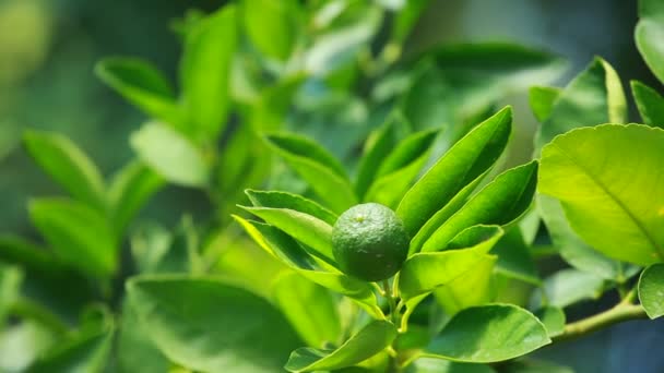 Limón en una rama en un jardín de la casa y fondo verde — Vídeo de stock