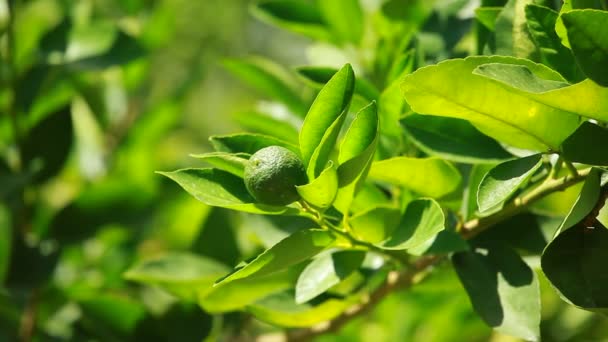 Limón en una rama en un jardín de la casa y fondo verde — Vídeos de Stock