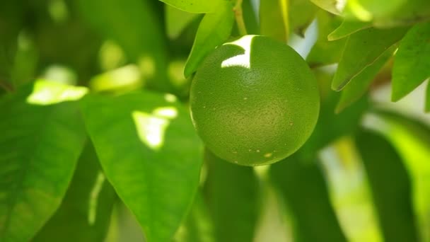 Pomelo en una rama en un jardín de la casa y fondo verde — Vídeos de Stock