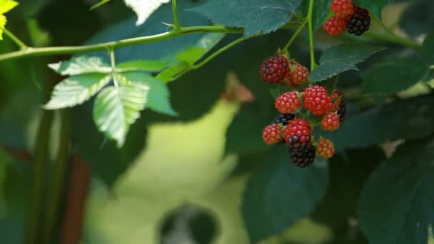 Vivid blackberry on branch, shallow depth of field — Stock Video
