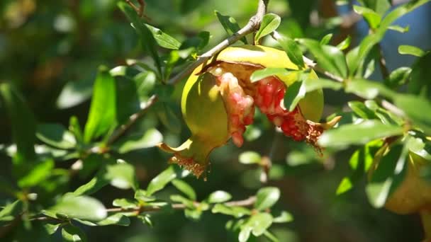 Pomegranate on the green tree — Stock Video