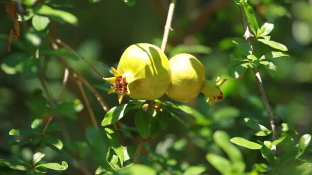 Pomegranate on the green tree — Stock Video