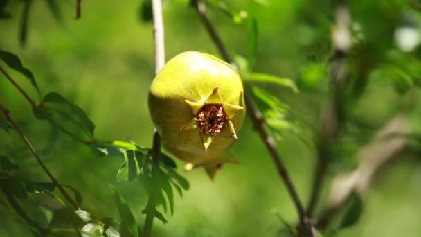 Pomegranate on the green tree — Stock Video