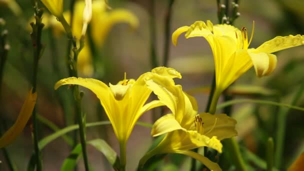 Giglio arancione in fiore in un giardino soleggiato — Video Stock