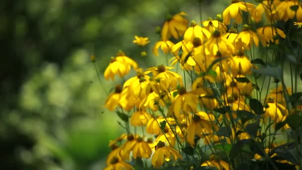 Rudbeckias 黒目スーザン庭の花に — ストック動画