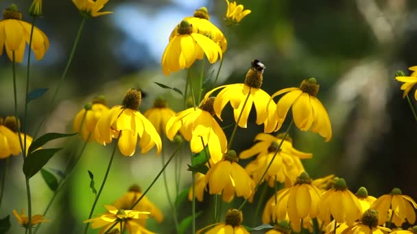 Рудбекии черный eyed susan цветы в саду — стоковое видео