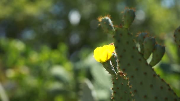 Fikonkaktus gröna kaktus växter — Stockvideo