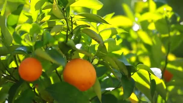 Oranje bomen met fruit op plantage — Stockvideo
