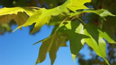 rüzgarda sallanan yeşil yaprakları.