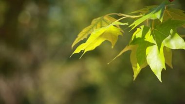 rüzgarda sallanan yeşil yaprakları.