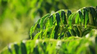 rüzgarda sallanan yeşil yaprakları.