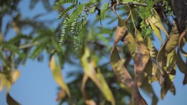 rüzgarda sallanan yeşil yaprakları.