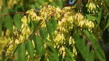 rüzgarda sallanan yeşil yaprakları.