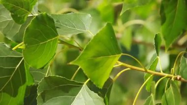 rüzgarda sallanan yeşil yaprakları.