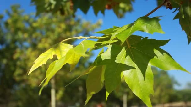 Feuilles vertes balançant dans le vent . — Video