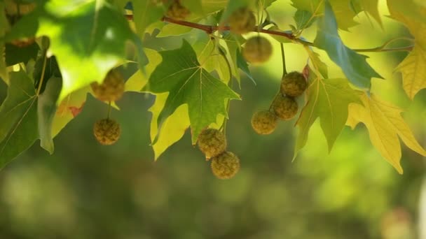 Gröna blad svänga i vinden. — Stockvideo